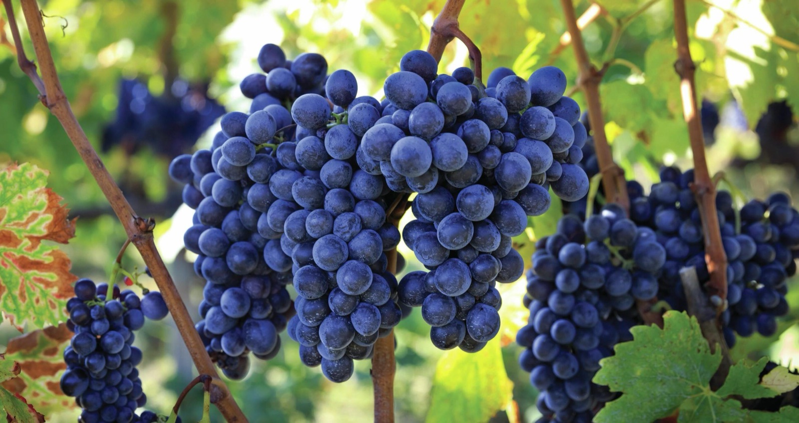 Sangiovese und Achtsamkeit — die Kunst, bewusst zu trinken