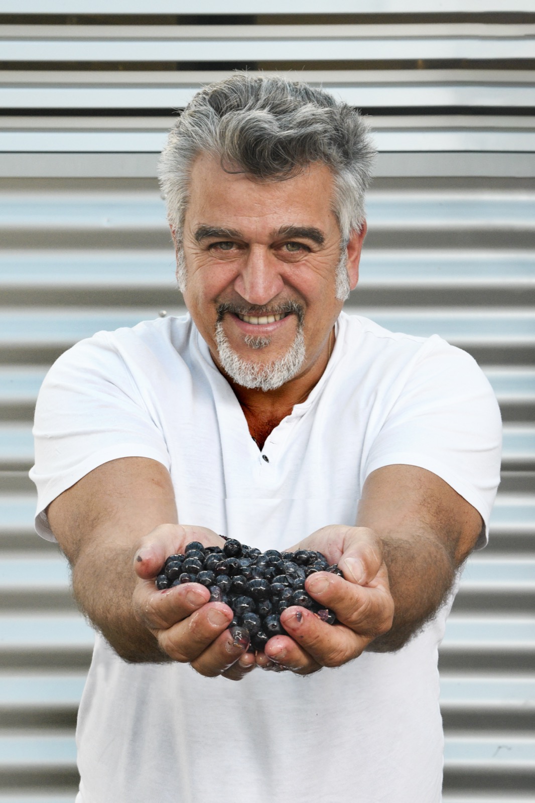 Uvas cosechadas en el Valle de UCO