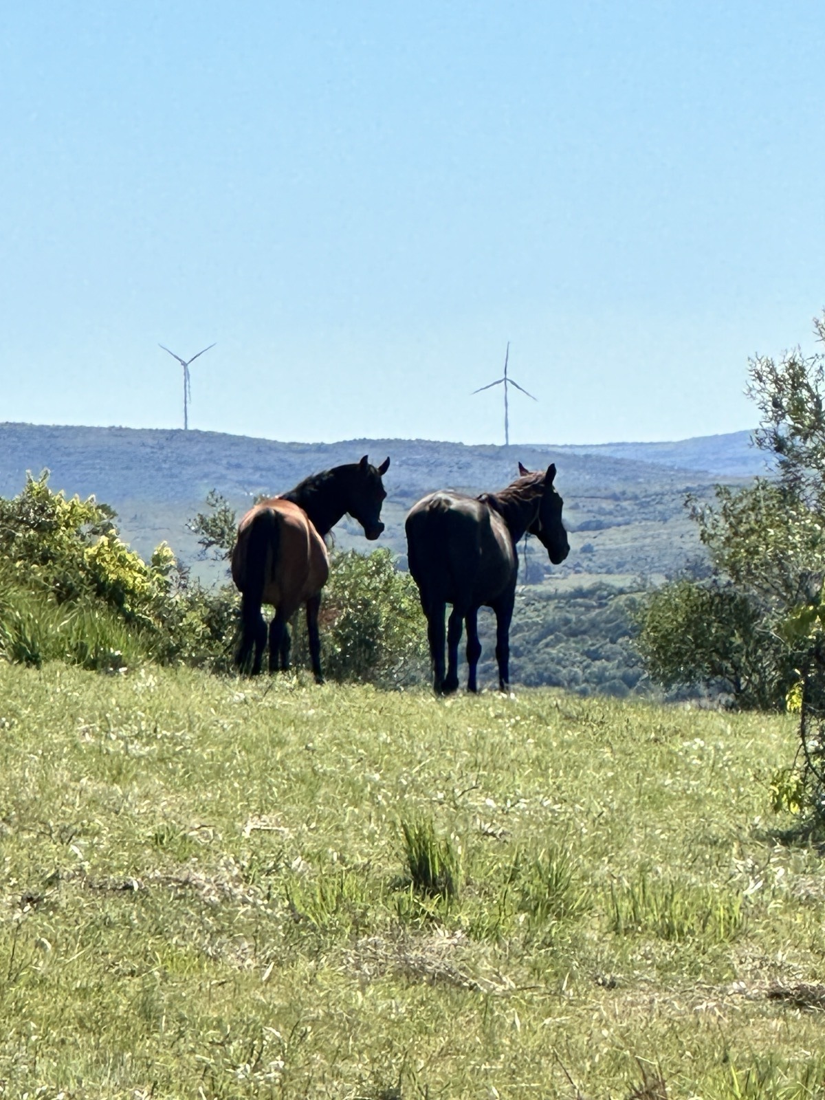 Campo uruguayo — caballos criollos entre molinos de viento, Chacras de las Cañas