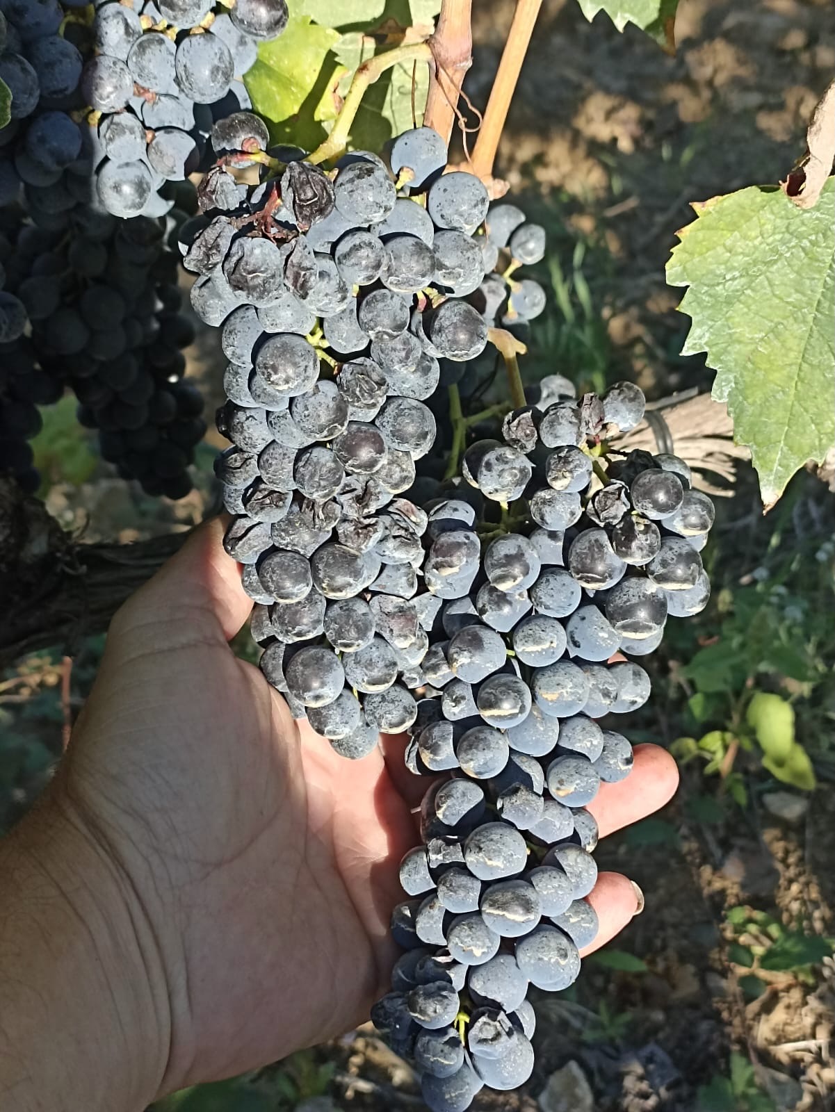 Racimos de Sangiovese en Val d'Orcia